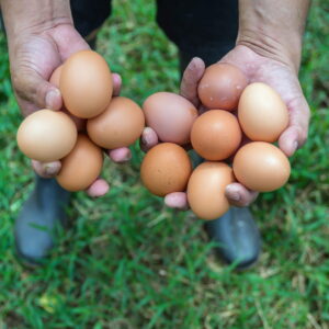 Premium Eggs